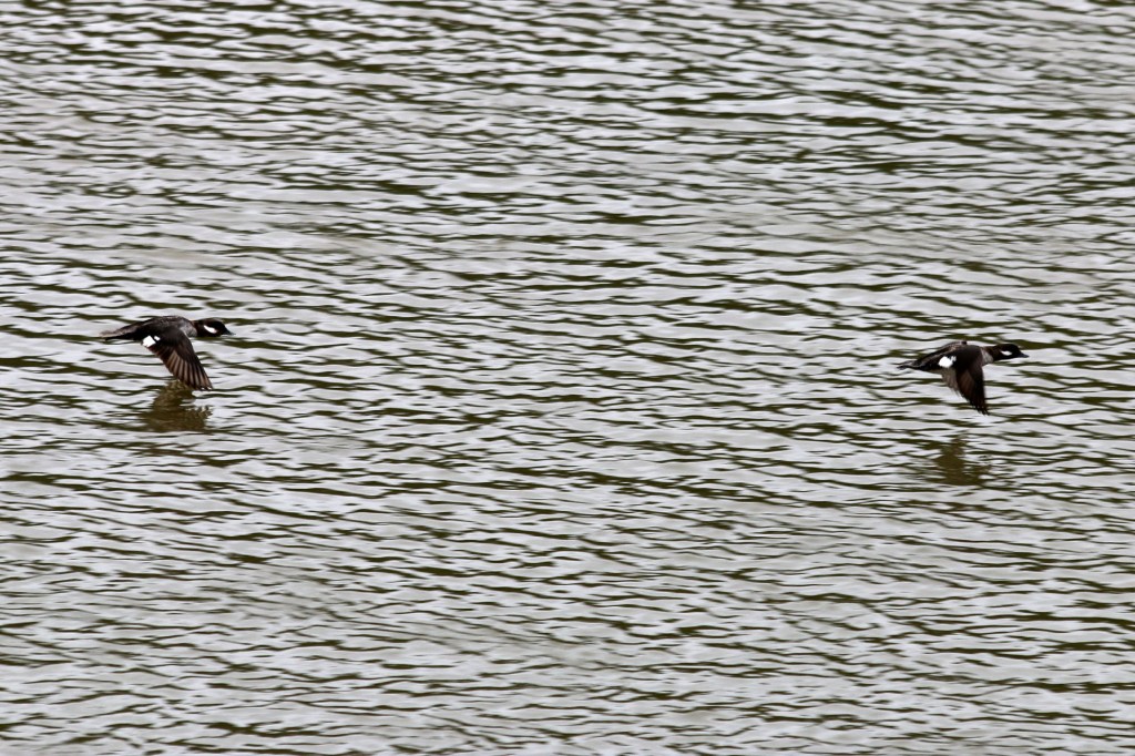 Exploring the Nisqually National Wildlife Refuge