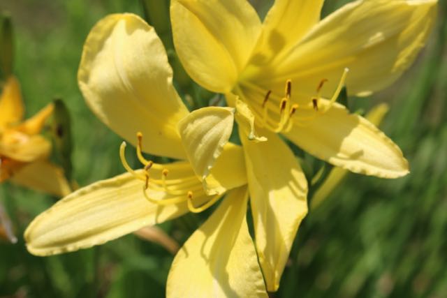 Day Lilies