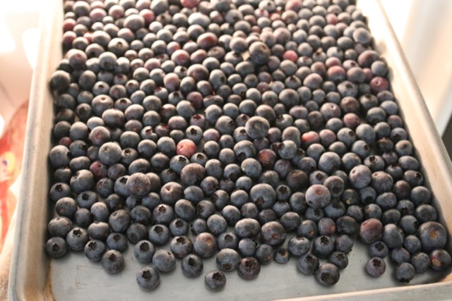 freezing blueberries
