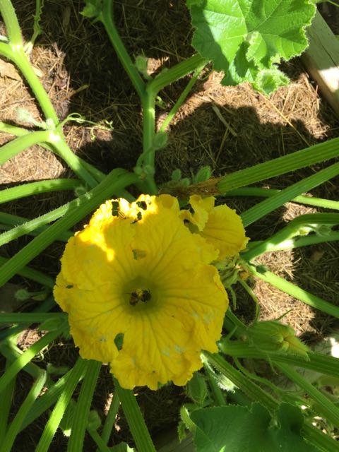 Gete-okosomin flower