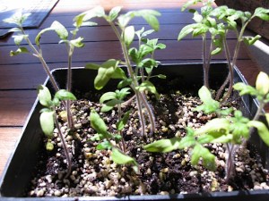 tomato, vegetable, transplanting