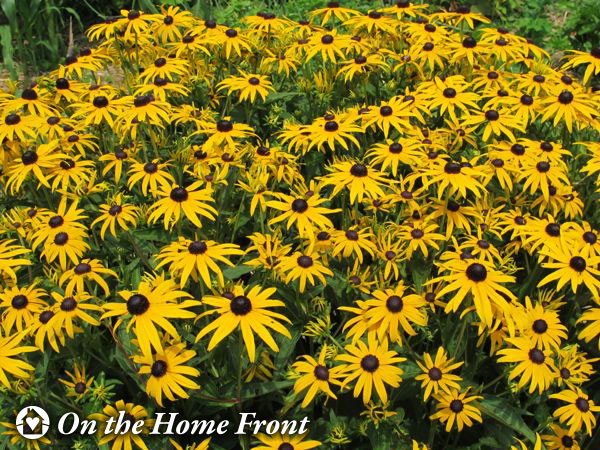 gardening, prudent living