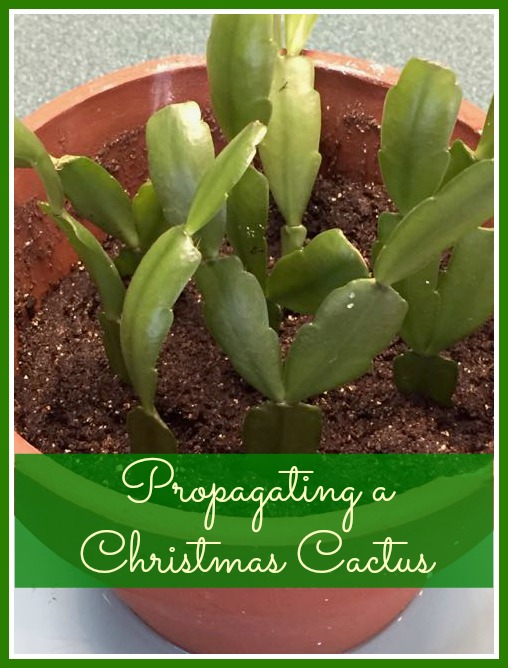 Propagating a Christmas Cactus