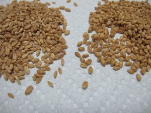 wheat berries, soft wheat, hard wheat, flour