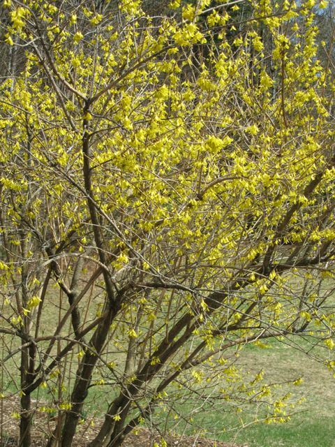 Forsythia beginning to bloom.