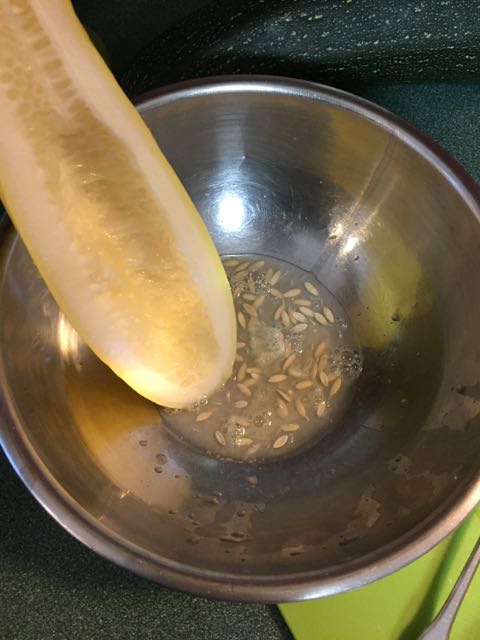 saving cucumber seeds