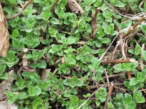Oregano herbs, homegrown