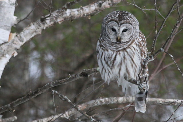 Barred Owl