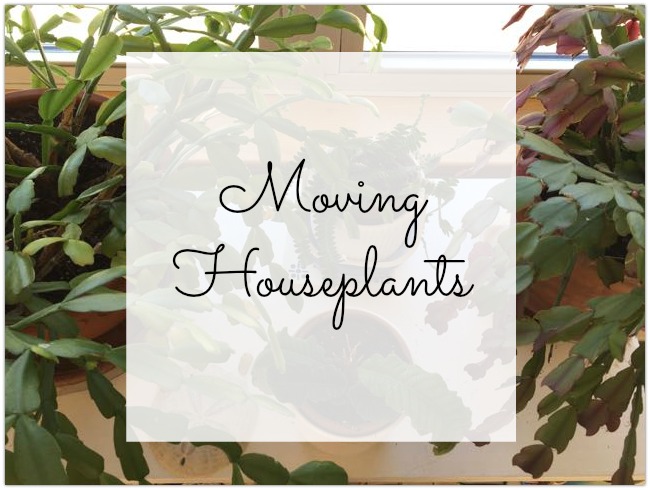 Moving Houseplants