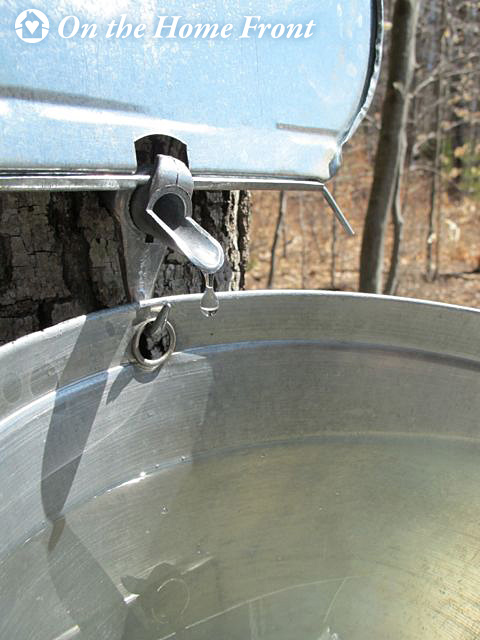 It's been a good sugaring season.