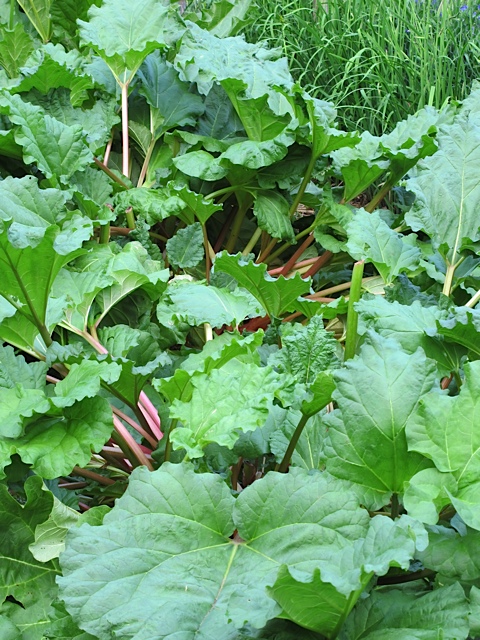 Spring, Vermont, rhubarb