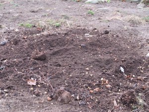 compost, fall garden, 