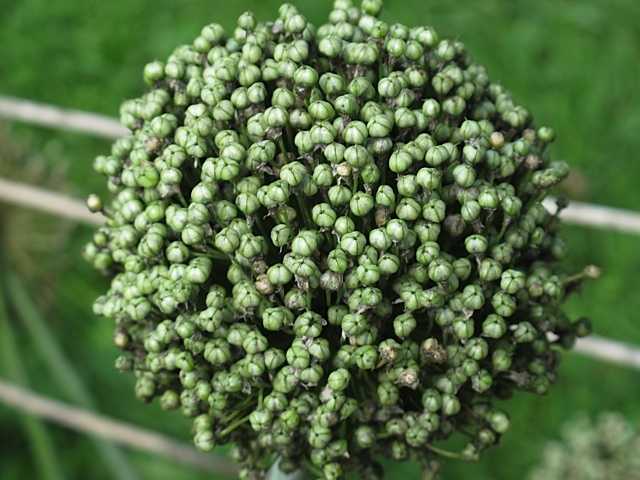 seed saving, prudent living