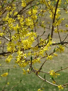 Forsythia spring flower, garden