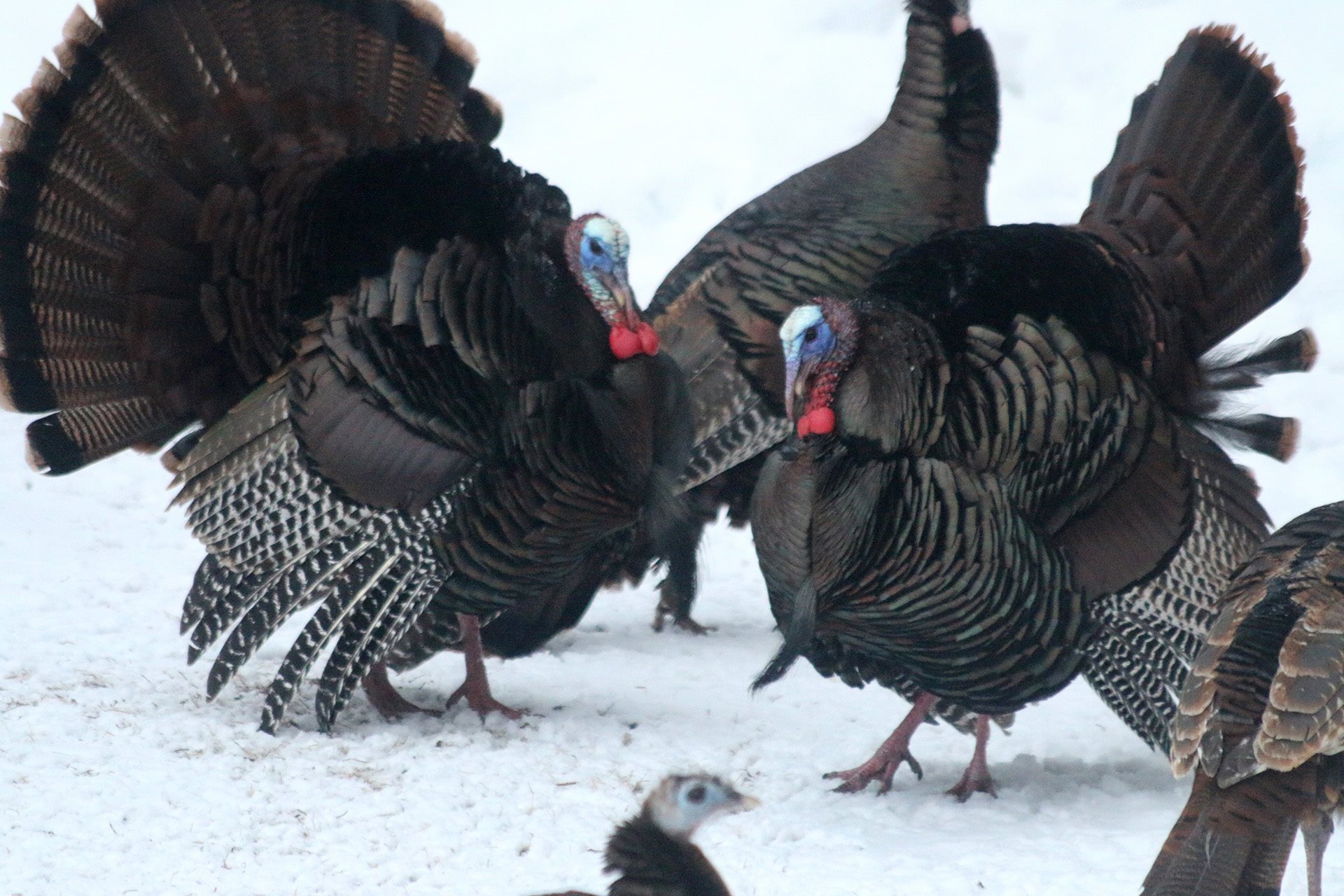 Simple Homestead Blog Hop