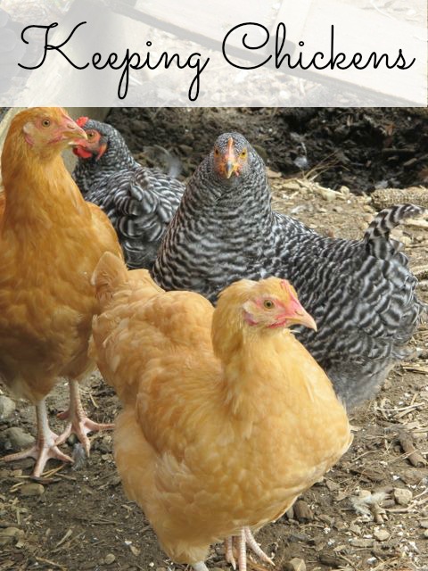 keeping chickens