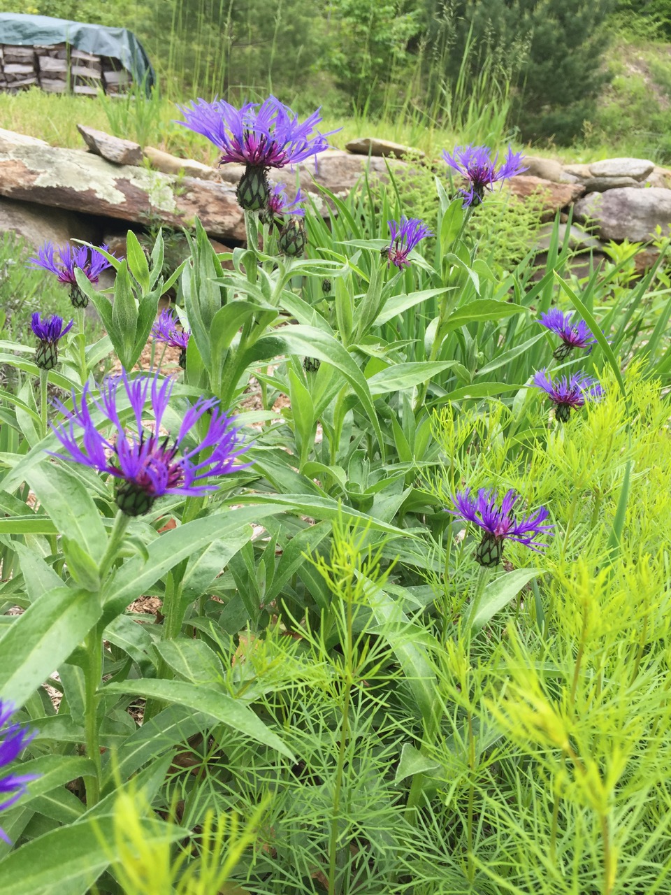beautiful June flowers