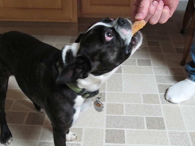 dog treat, frugal tip