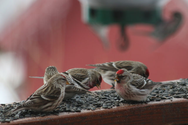 redpolls