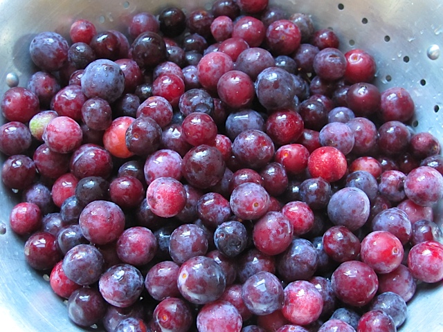 Beach Plums fruit, jelly, prudent living