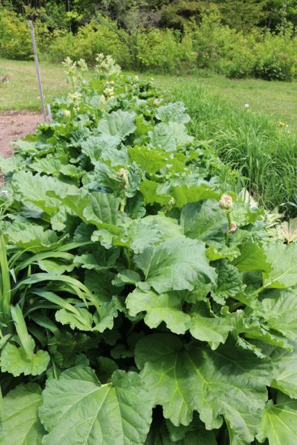 Rhubarb Patch