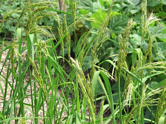 rice, seed saving