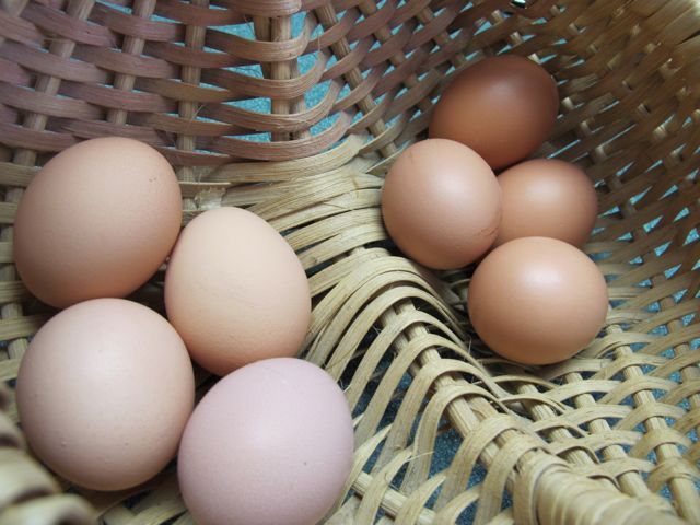 storing eggs