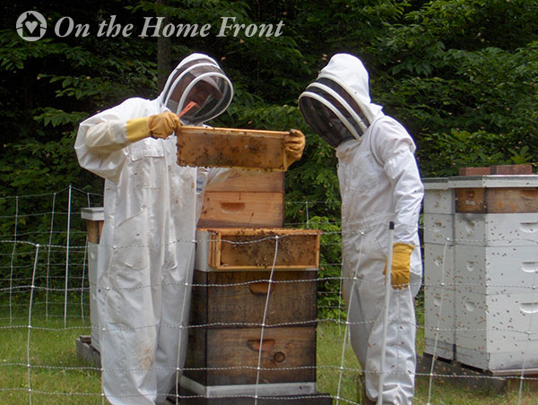 Our former bee yard.