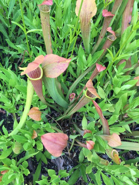 North Carolina Botanical Garden