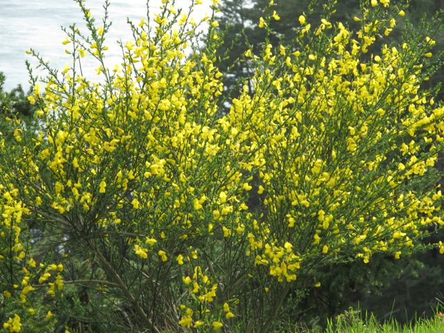 Scotch Broom in bloom.