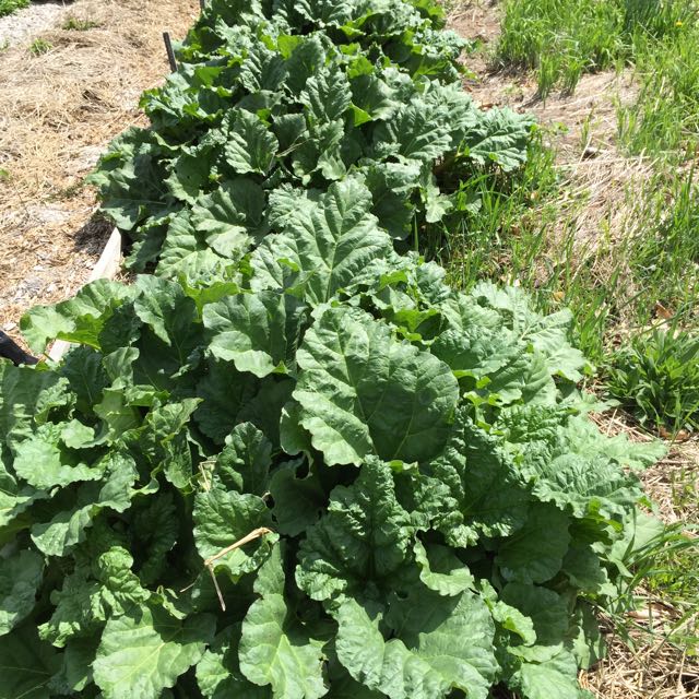 Rhubarb Plants
