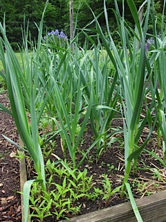vegetables, gardening