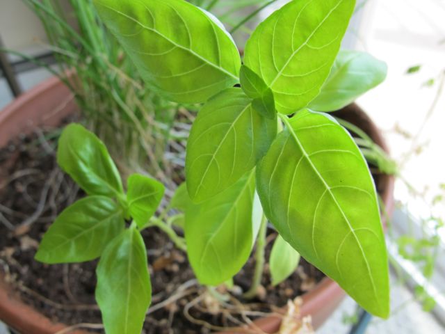 Over wintered basil.