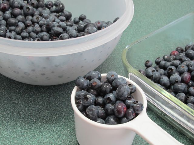 We have an abundance of blueberries this year!
