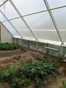 Potatoes greenhouse, gardening