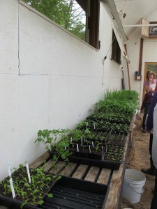 Seedlings in the greenhouse. vegetable seedlings, greenhouse
