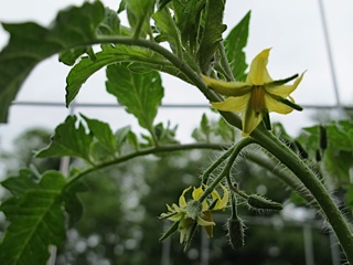 tomatoes, prudent living