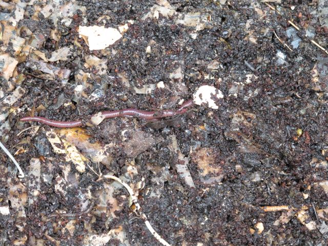 Close up of the processing tray