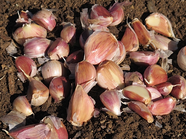 Garlic Cloves garlic, cloves, gardening