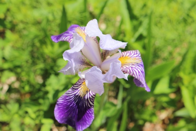 Iris