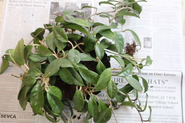 Hoya repotted