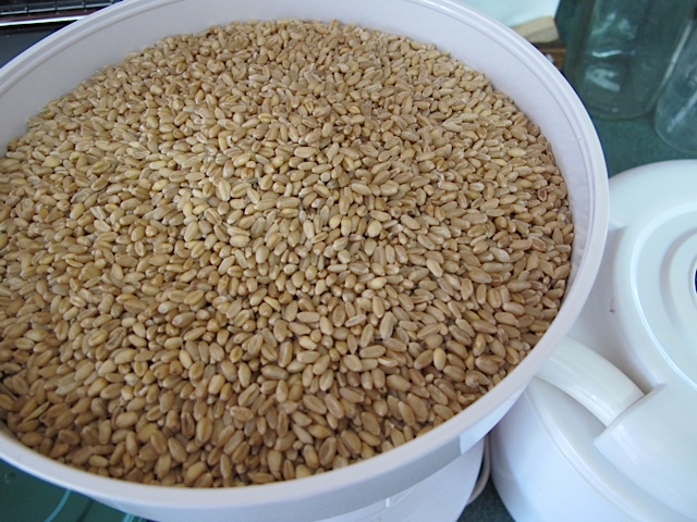 wheat berries, grinding wheat, pantry