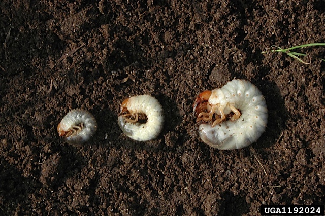 beetles, pests, prudent living