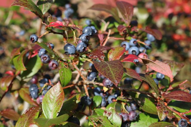 I'm still picking blueberries!