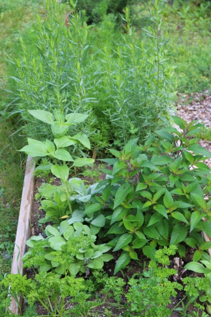 Herb Garden, can you spot the sunflower plants by one of our birds?
