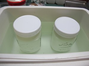 making yogurt, yogurt, prudent living