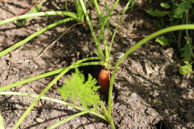 Still a few carrots in the garden.