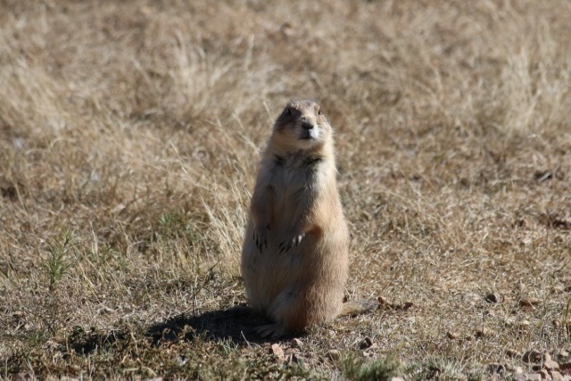 Prairie Dogs