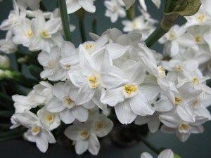 forcing bulbs, indoor flowers