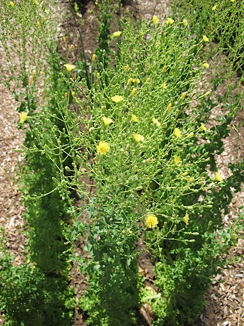 lettuce, seeds, seed saving
